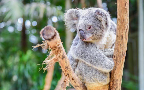 Koala resting in a tree during Blue Mountains full-day guided tour.