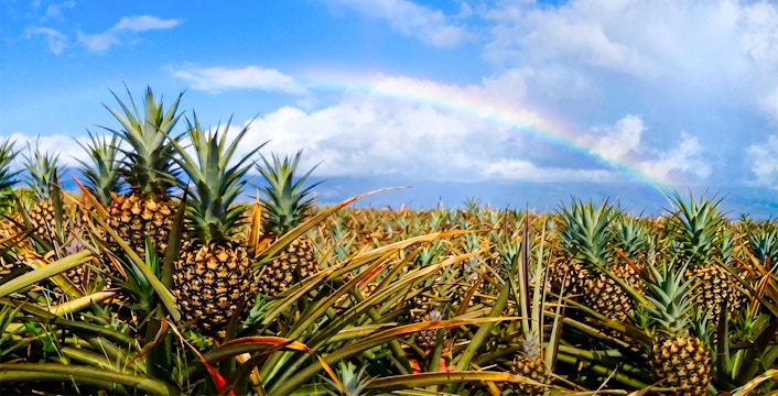Maui Ananas Çiftliği Turu