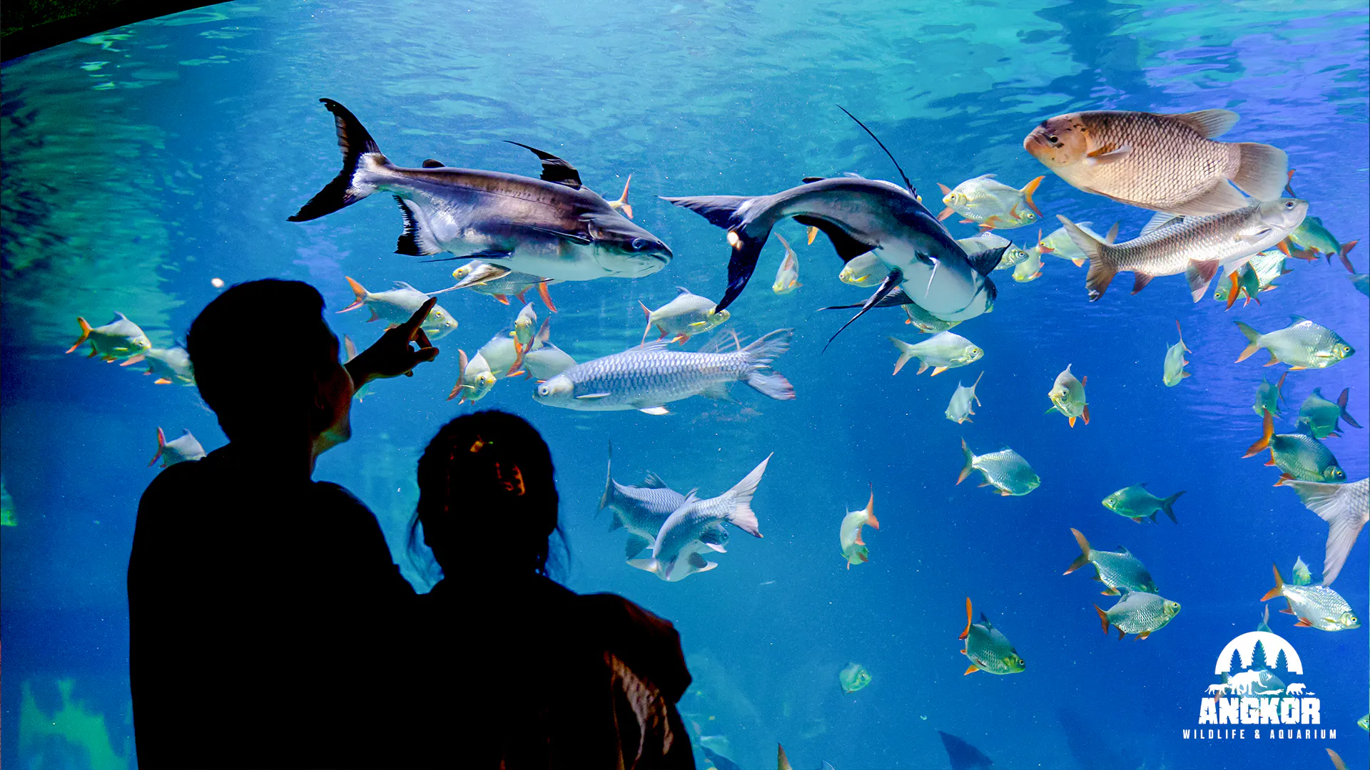 Visitors observing diverse fish at Angkor Wildlife and Aquarium, Siem Reap.