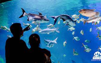 Visitors observing diverse fish at Angkor Wildlife and Aquarium, Siem Reap.