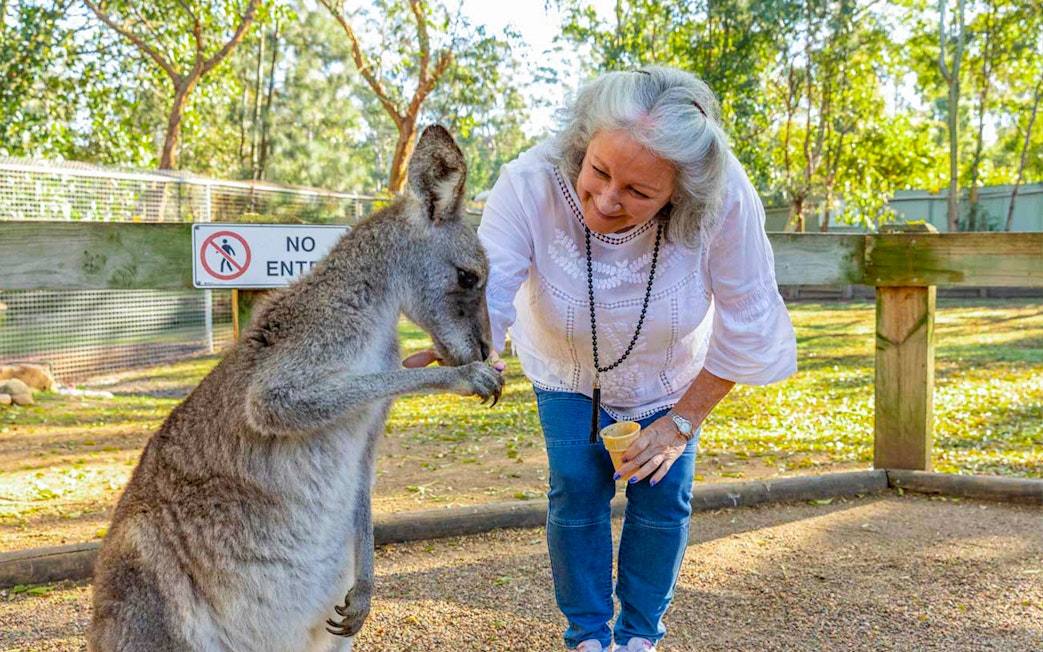 Feeding kangaroo at Featherdale Wildlife Park during Blue Mountains Tour.