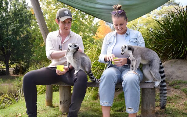 Visitors feeding lemurs at Mogo Zoo, Australia.