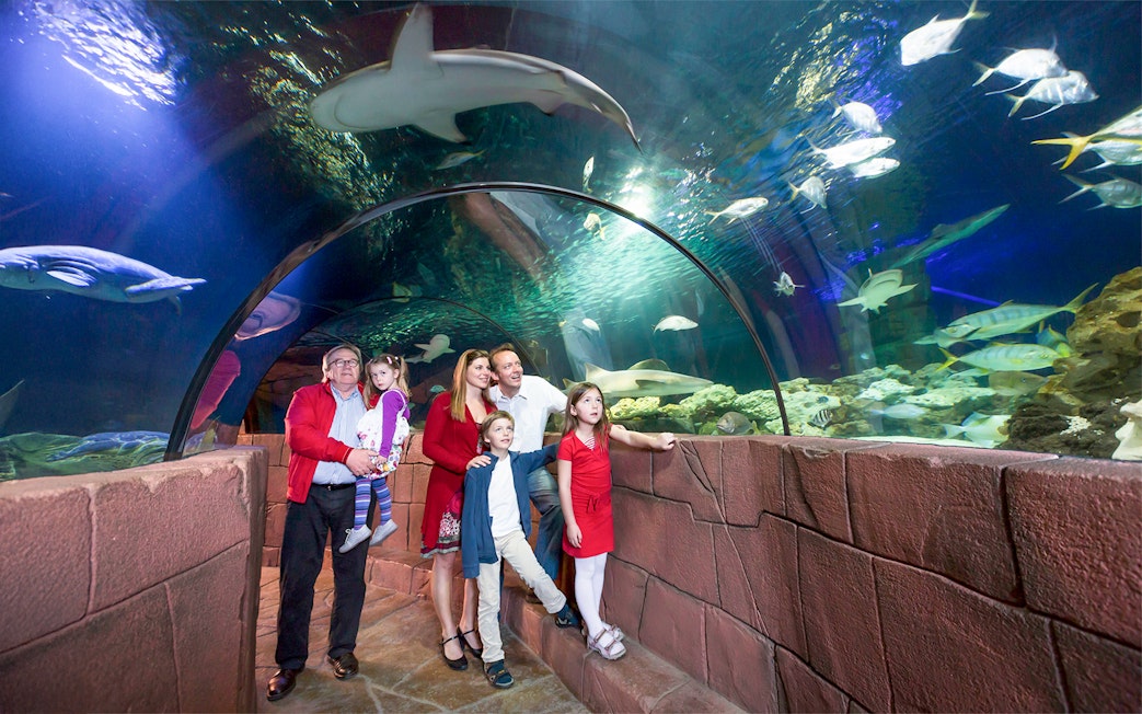 Family observing colorful fish in underwater tunnel at Sea Life Hannover.