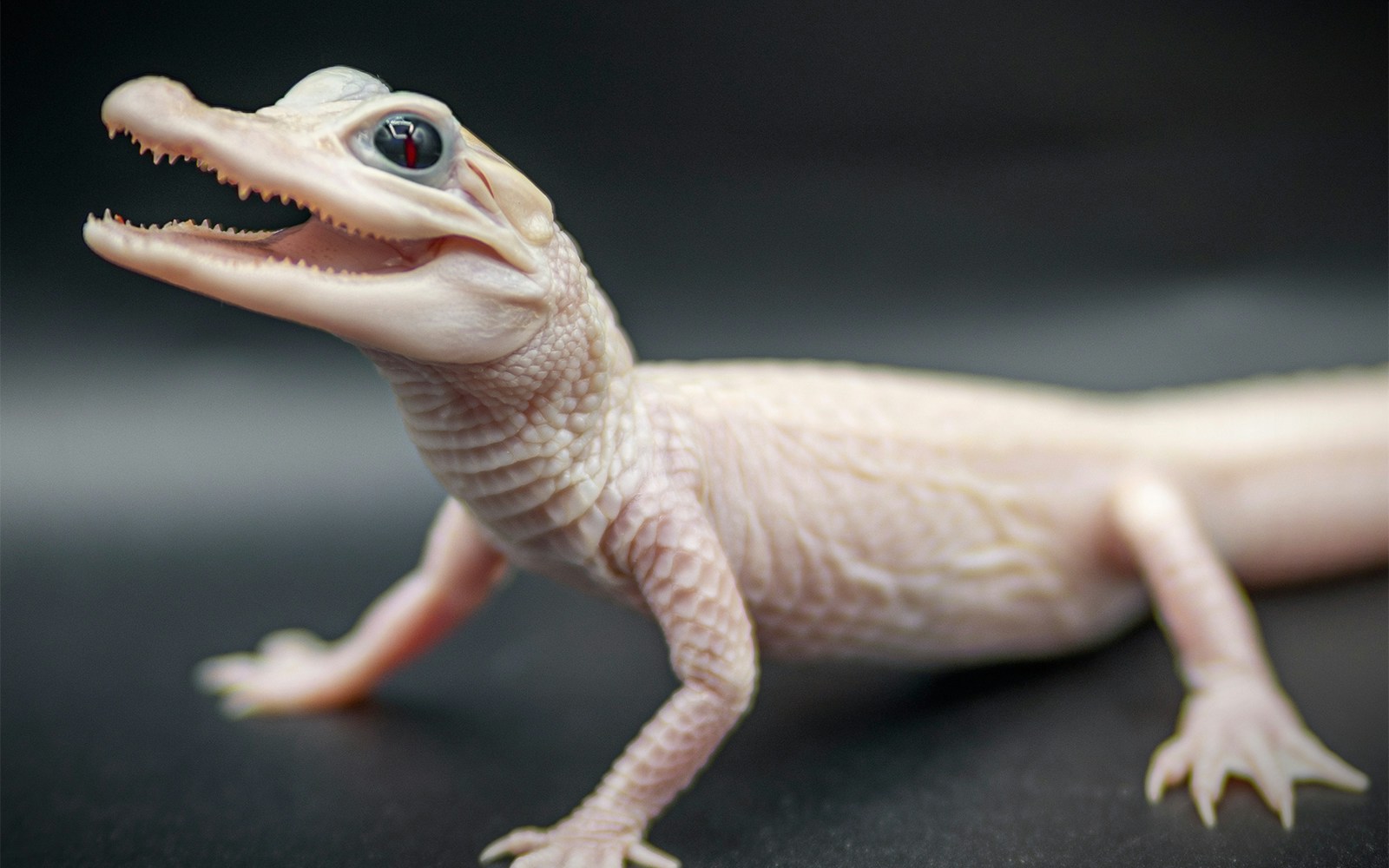 Albino alligators at Gatorland