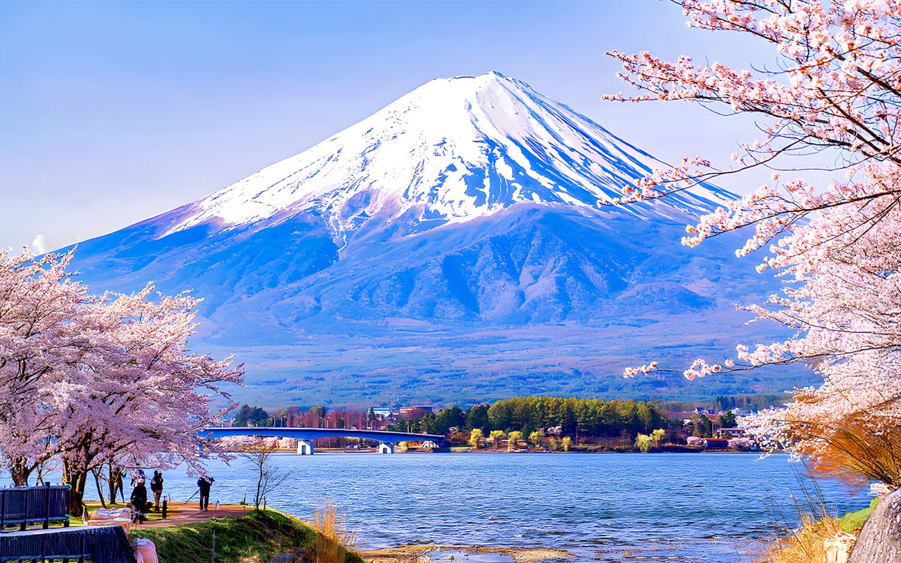 Cherry blossoms with Mount Fuji in the background during spring season.