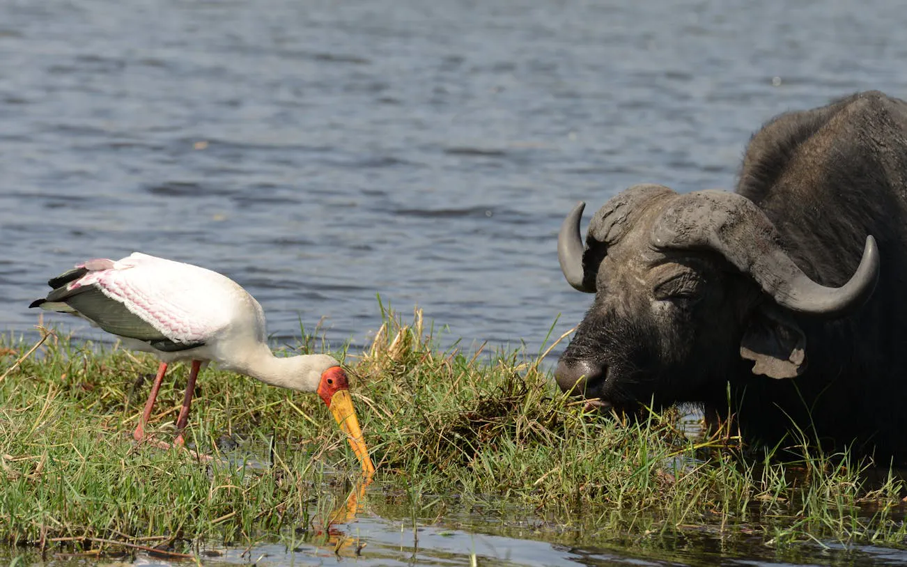 Chobe River Boat Safari with Wildlife Viewing, Lunch, and Transfers Image 10