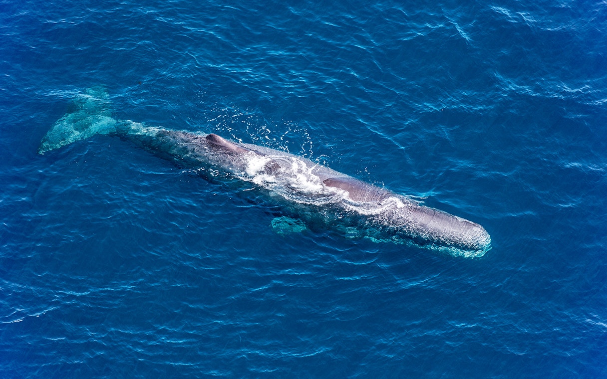 Sperm whale swimming in the ocean near Kaikoura, New Zealand.