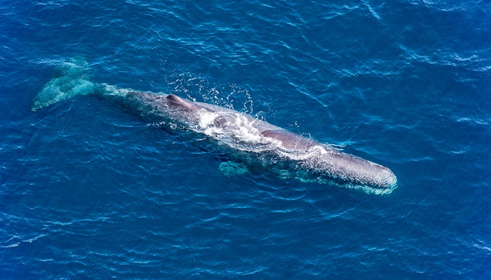 Sperm whale swimming in the ocean at tenerife