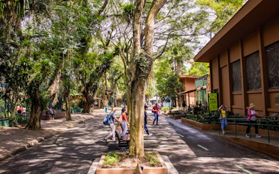 Visitors walking along a tree-lined path at São Paulo Zoo.