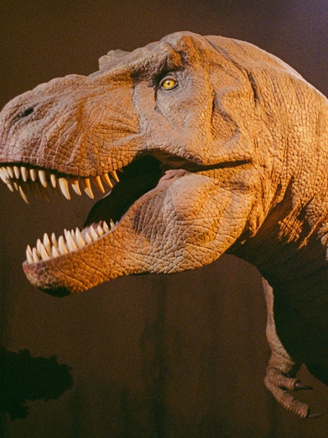 Tyrannosaurus rex model at the Natural History Museum, London, United Kingdom.