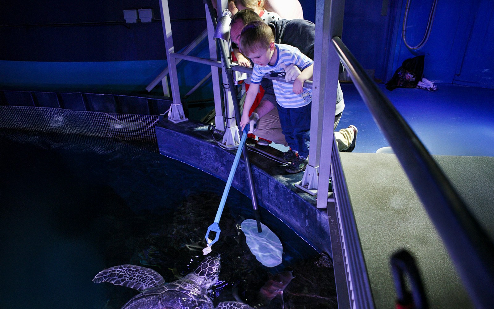 Child feeding sea turtle during SEA LIFE London Behind the Scenes Tour.