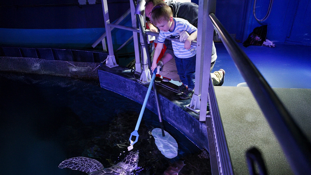 Child feeding sea turtle during SEA LIFE London Behind the Scenes Tour.