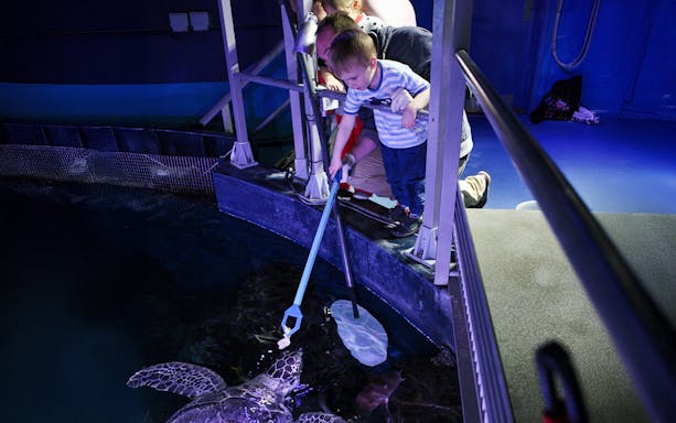Child feeding sea turtle during SEA LIFE London Behind the Scenes Tour.