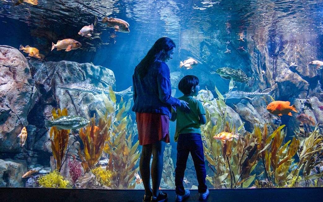 Visitors observing marine life at an aquarium in Los Angeles, part of Los Angeles Explorer Pass.