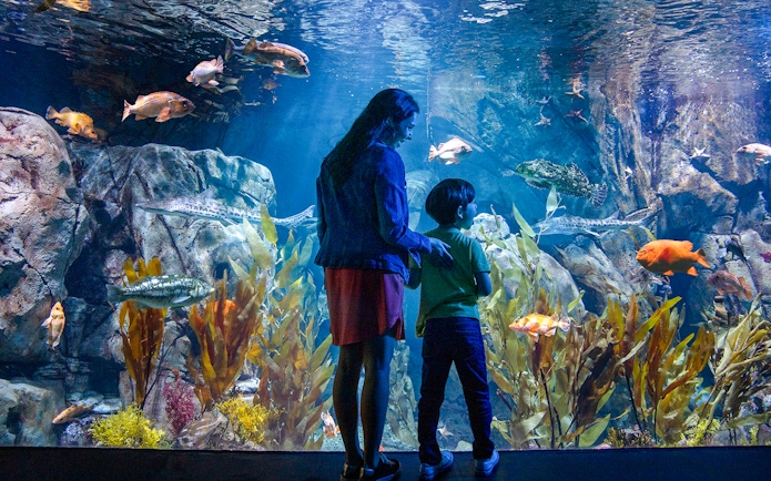 Visitors observing marine life at an aquarium in Los Angeles, part of Los Angeles Explorer Pass.