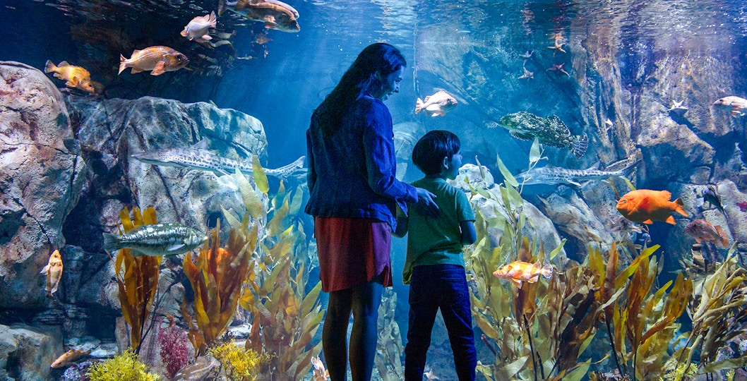 Aquarium of the Pacific Tickets