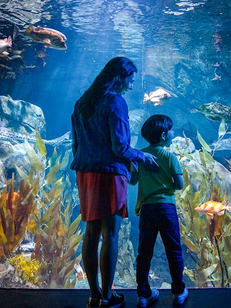 Visitors observing marine life at an aquarium in Los Angeles, part of Los Angeles Explorer Pass.