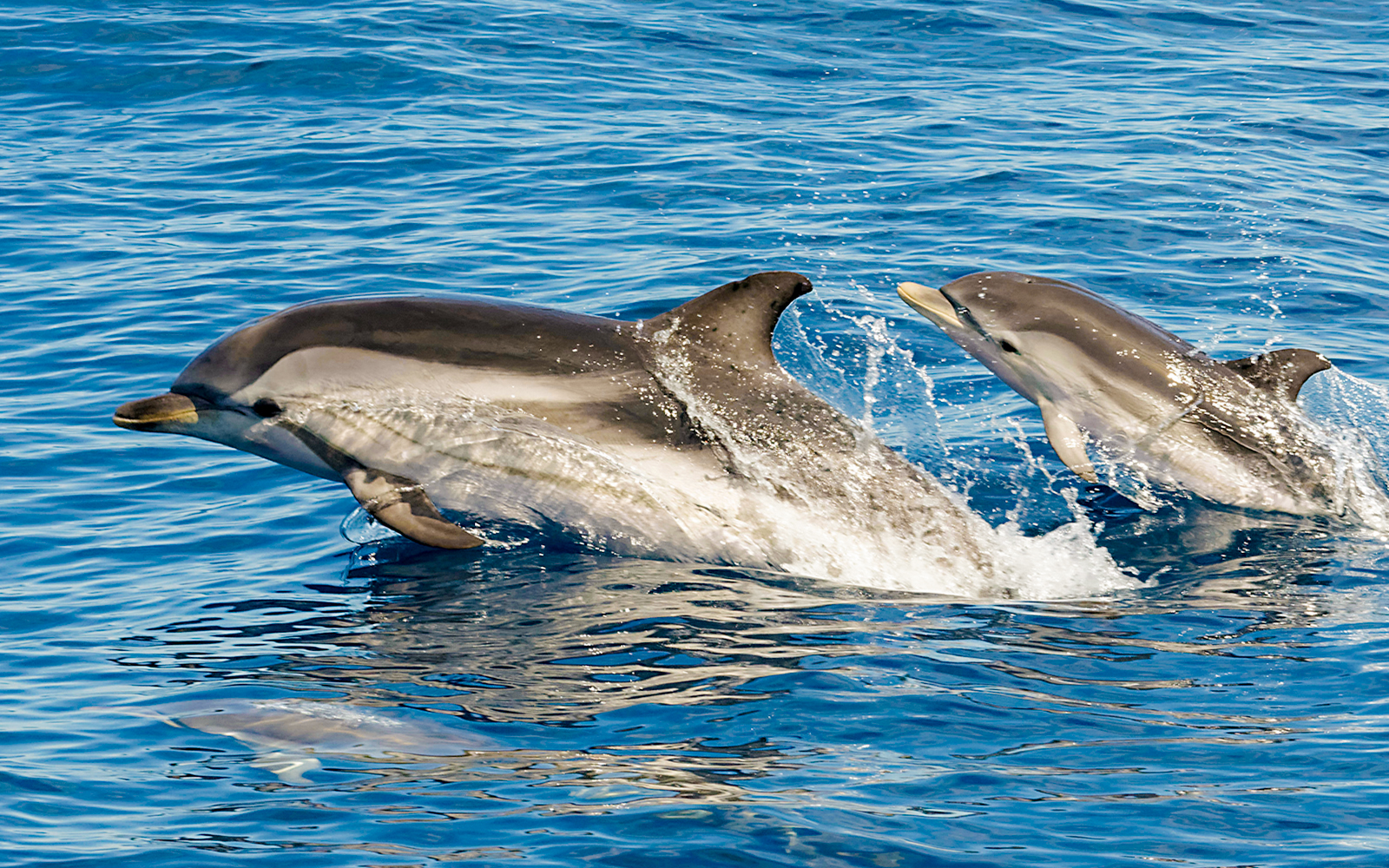 Striped dolphins leaping in Tenerife ocean waters.