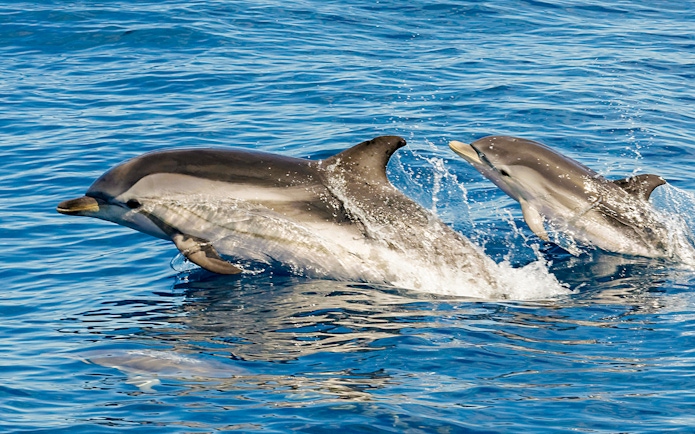 Striped dolphins leaping in Tenerife ocean waters.