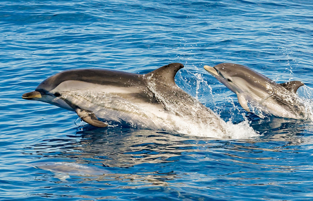 Striped dolphins leaping in Tenerife ocean waters.