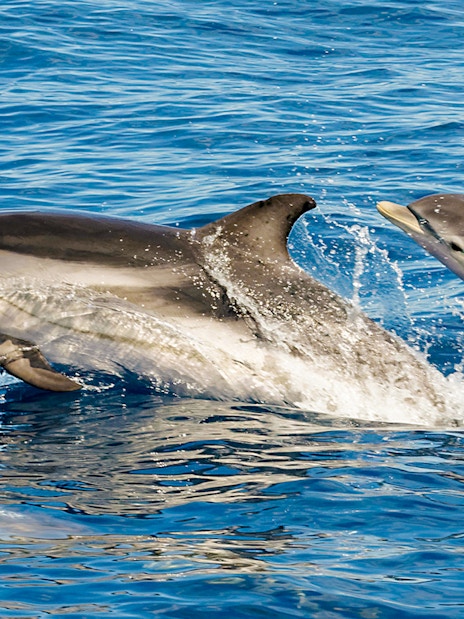 Striped dolphins leaping in Tenerife ocean waters.