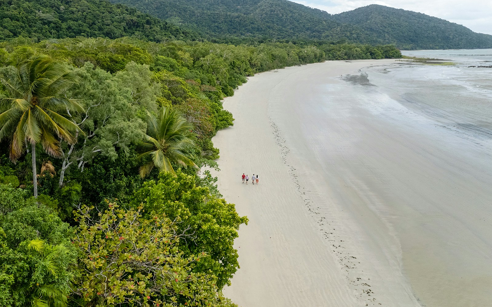 Aerial view of people walking on a beach surrounded by lush rainforest in Cape Tribulation, Daintree.
