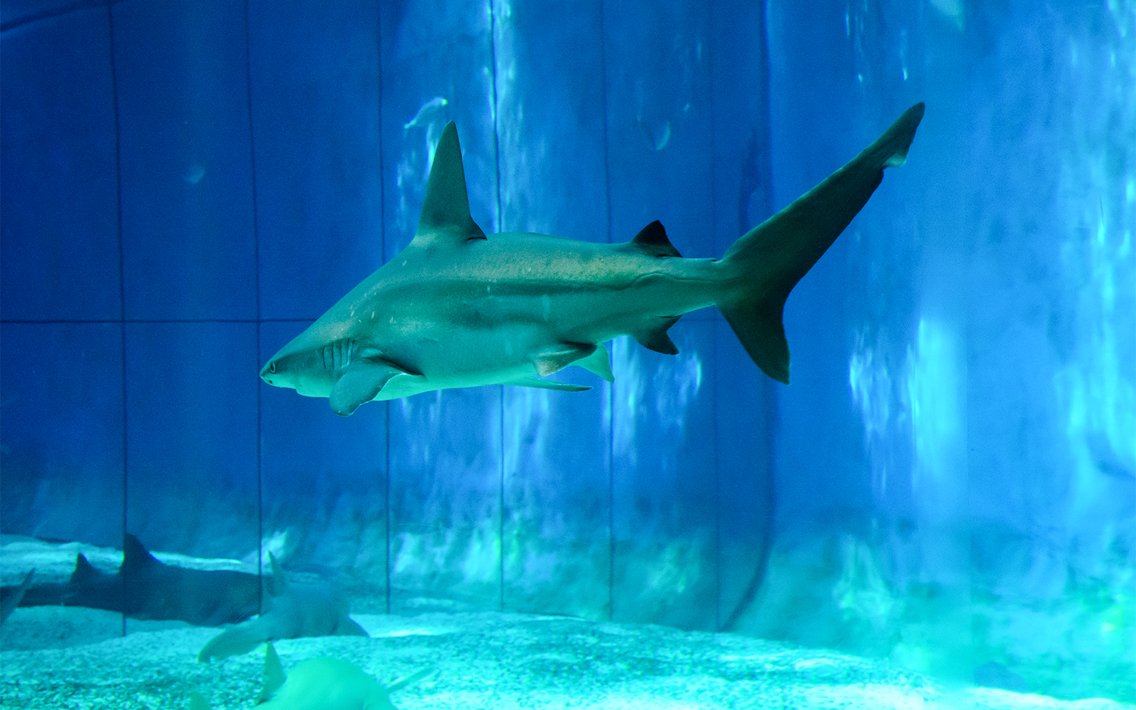 Genoa Aquarium- Shark Bay