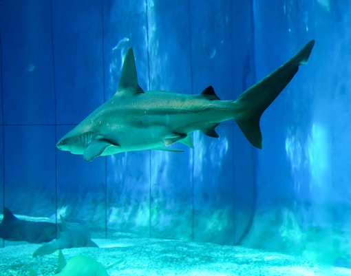 Genoa Aquarium- Shark Bay