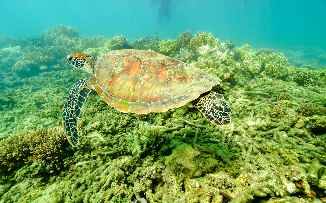 Sea turtle swimming over coral reef near Fitzroy and Green Islands.