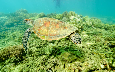 Sea turtle swimming over coral reef near Fitzroy and Green Islands.