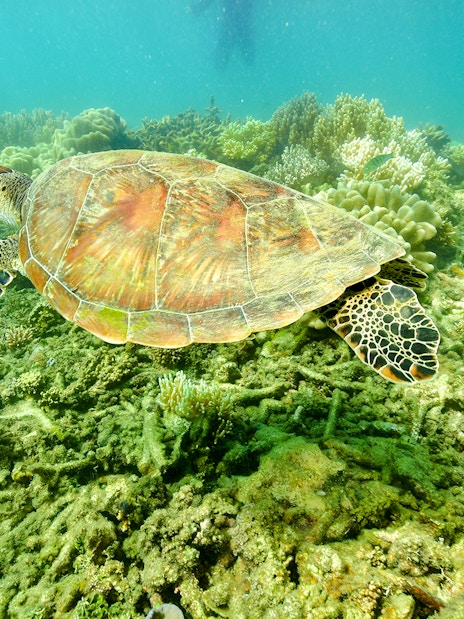 Sea turtle swimming over coral reef near Fitzroy and Green Islands.
