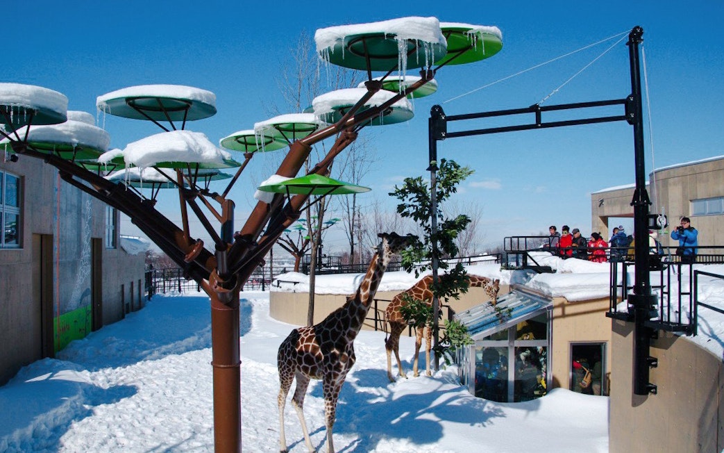 Giraffes in snowy enclosure at Asahiyama Zoo, Hokkaido, Japan.