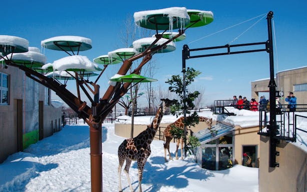 Giraffes in snowy enclosure at Asahiyama Zoo, Hokkaido, Japan.