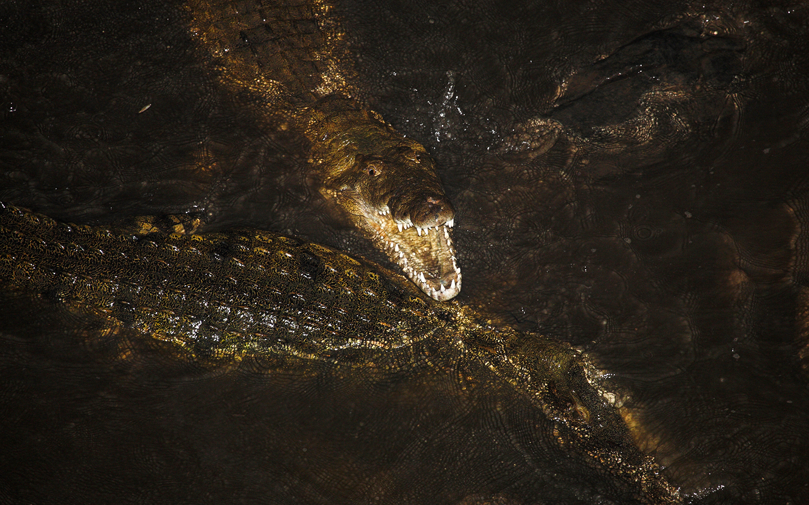 Crocodiles swimming in dark water with one showing open jaws.