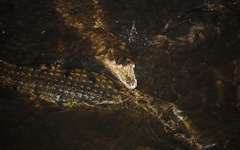 Crocodiles swimming in dark water with one showing open jaws.