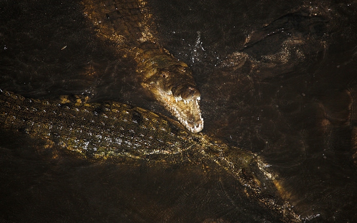 Crocodiles swimming in dark water with one showing open jaws.