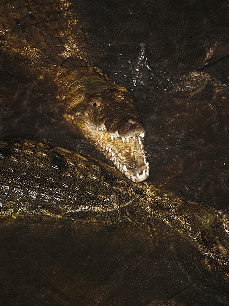 Crocodiles swimming in dark water with one showing open jaws.