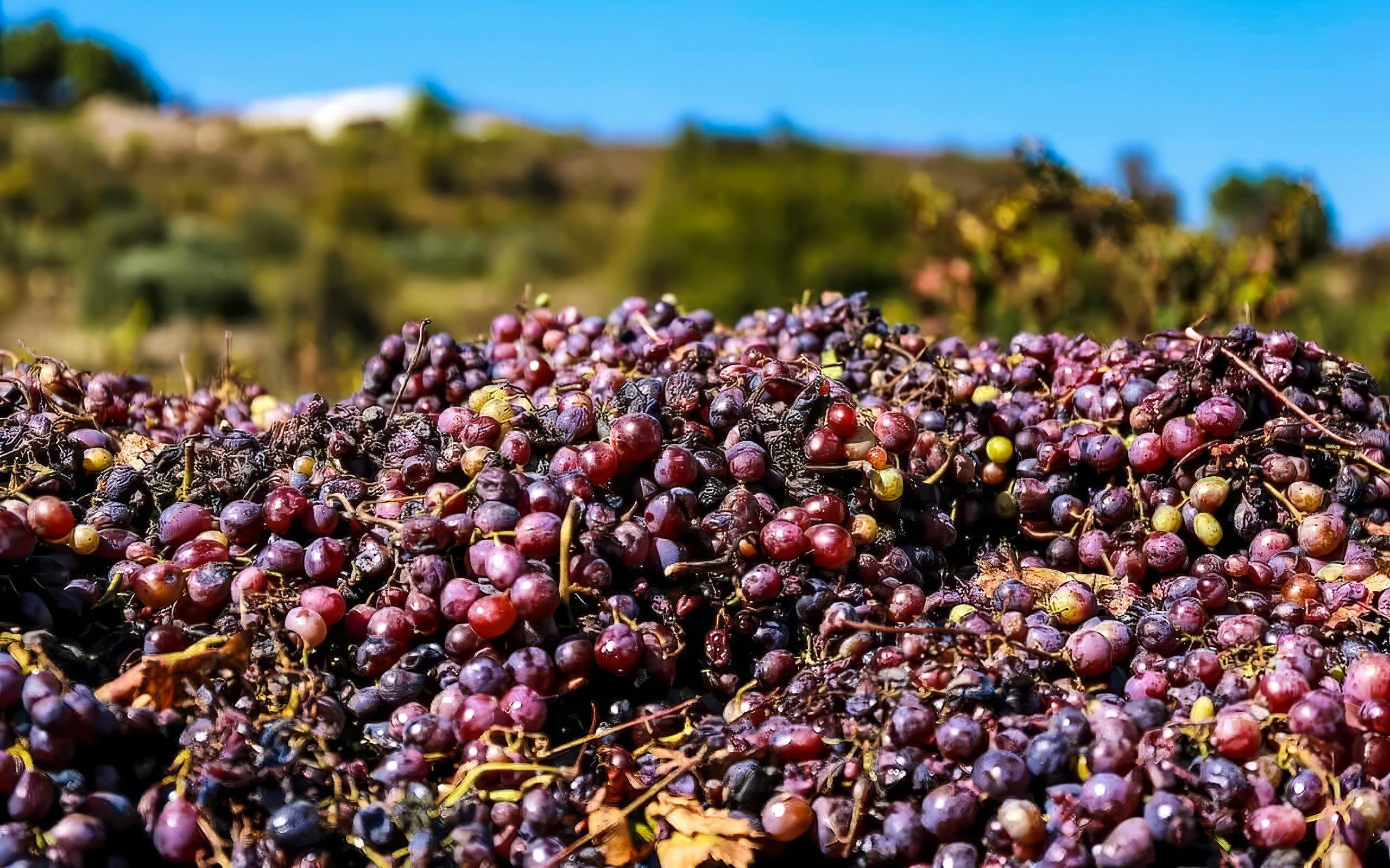 Grapes harvested in Troodos Mountains for local wine production.