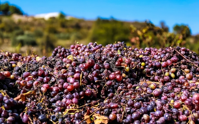 Grapes harvested in Troodos Mountains for local wine production.