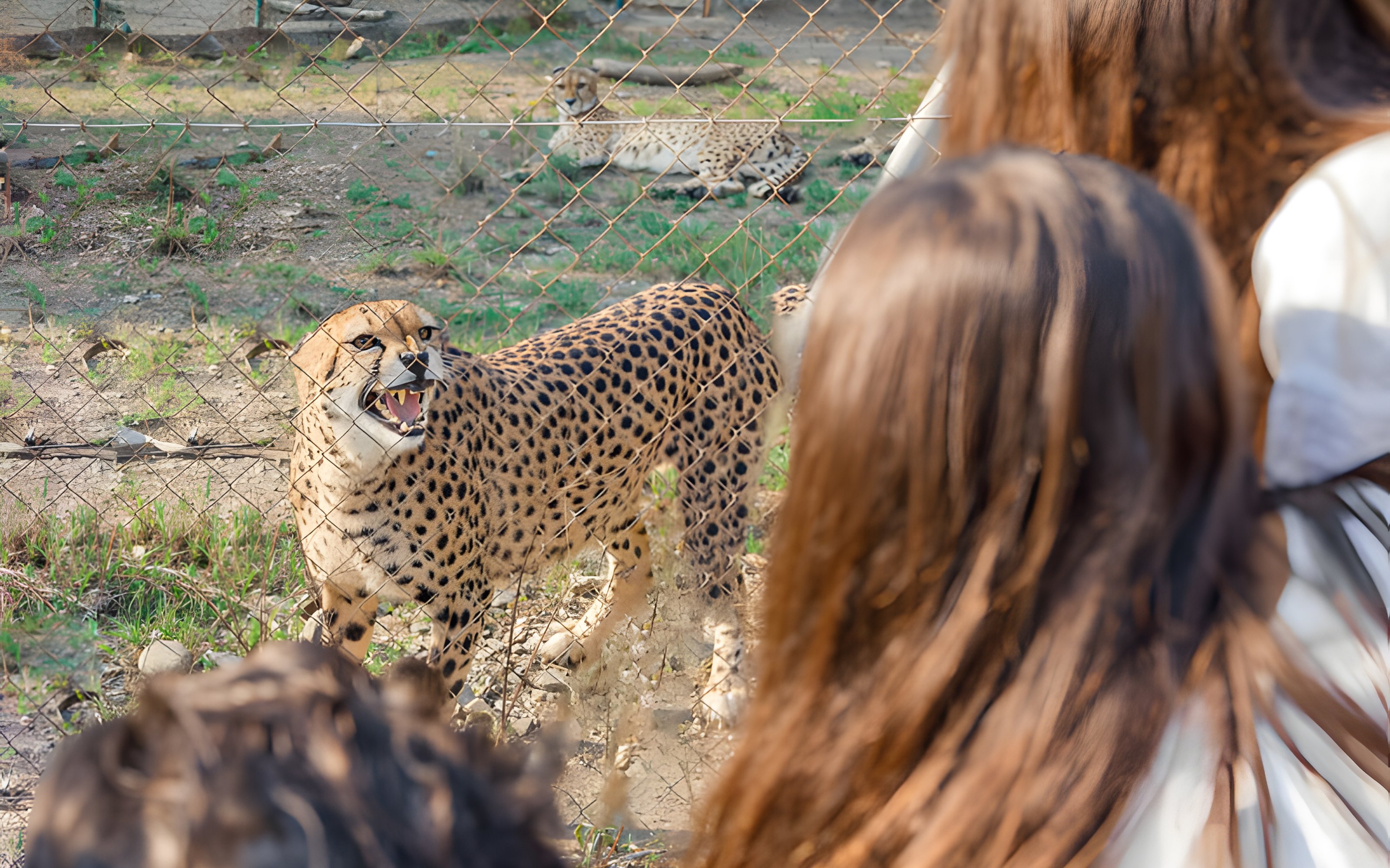 Cheetah near visitors at Selwo Aventura park, Estepona, Spain.