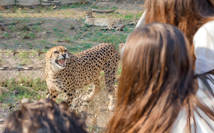 Cheetah near visitors at Selwo Aventura park, Estepona, Spain.