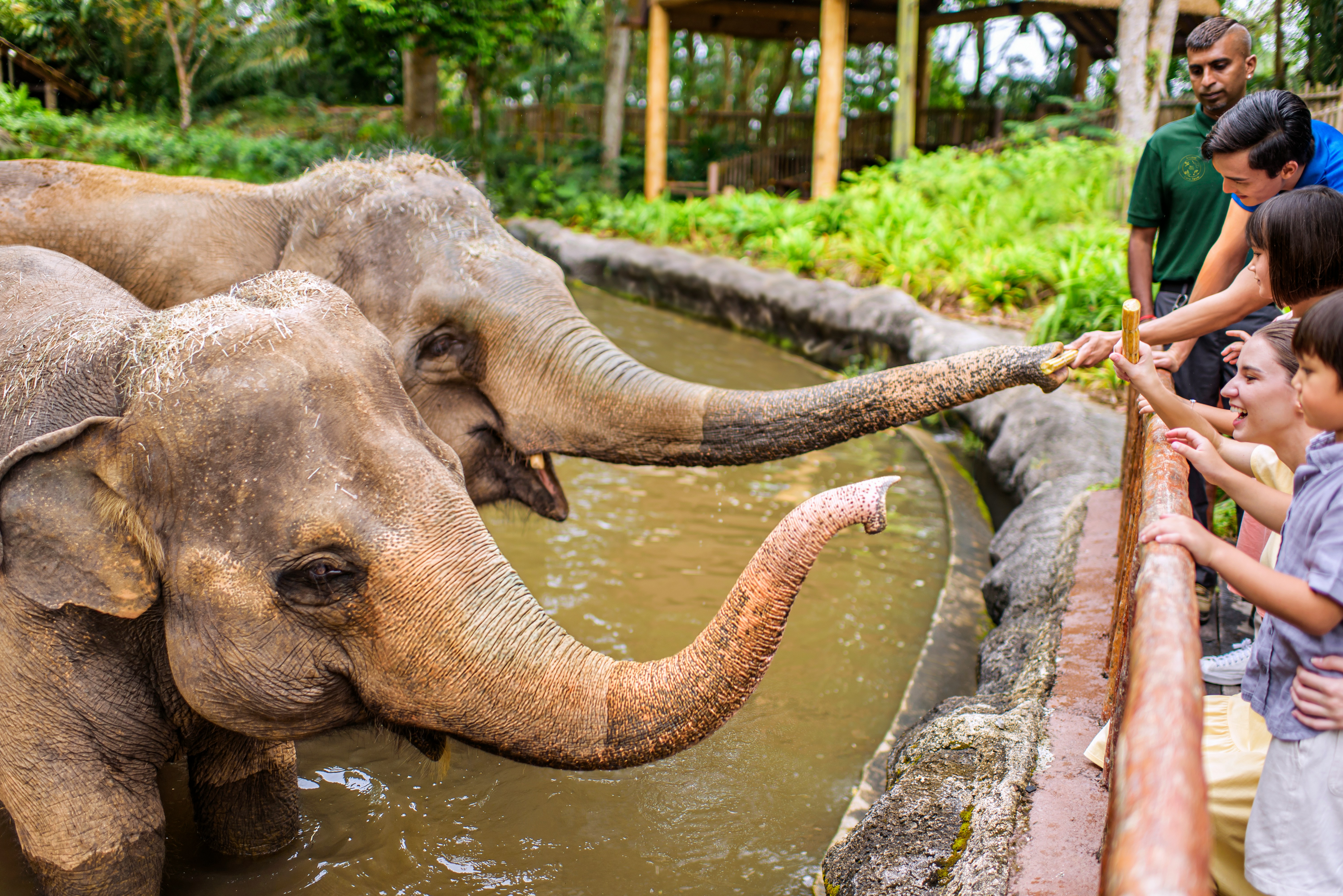 Elephants interacting with the tourists at the zoo