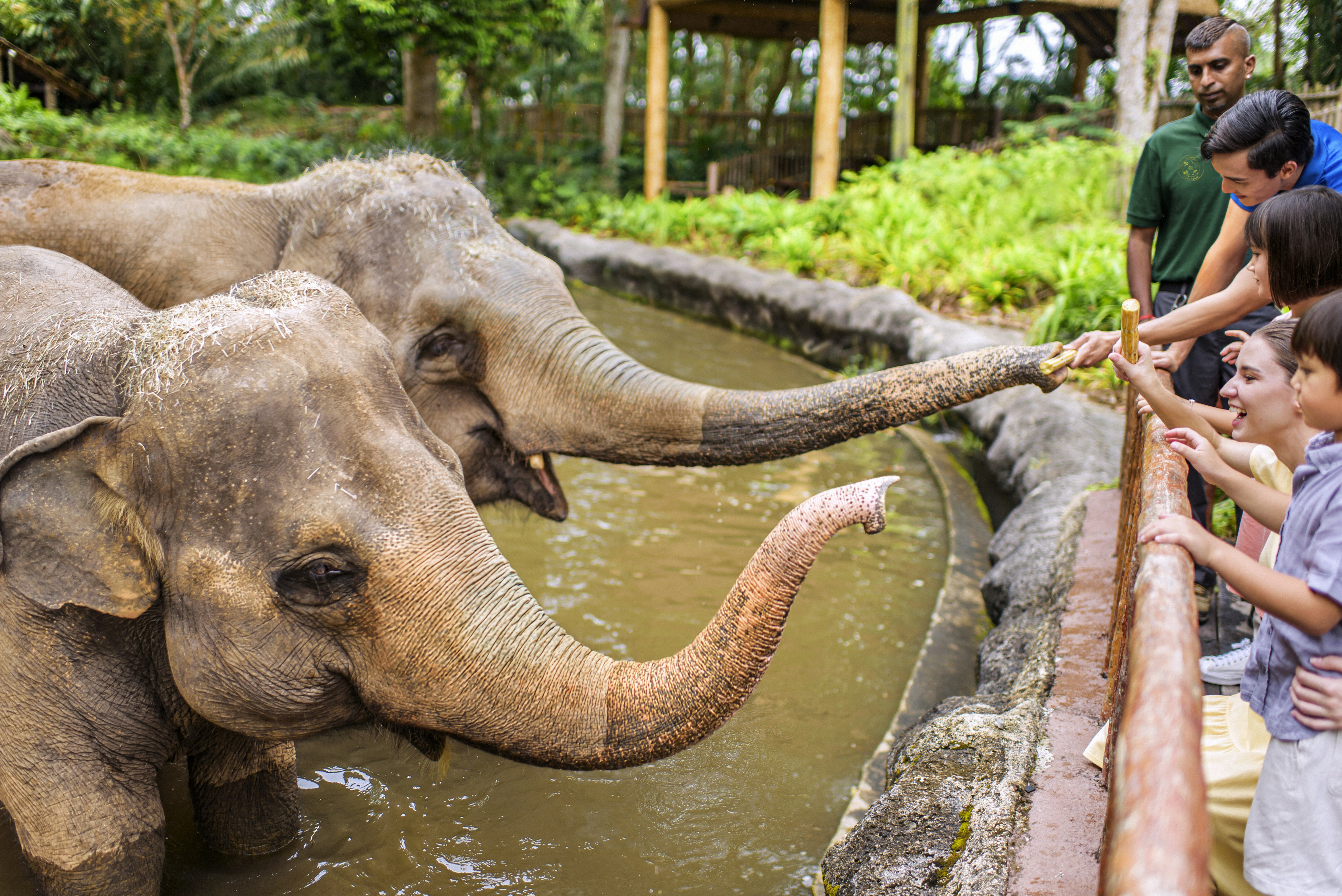Elephants interacting with the tourists at the zoo
