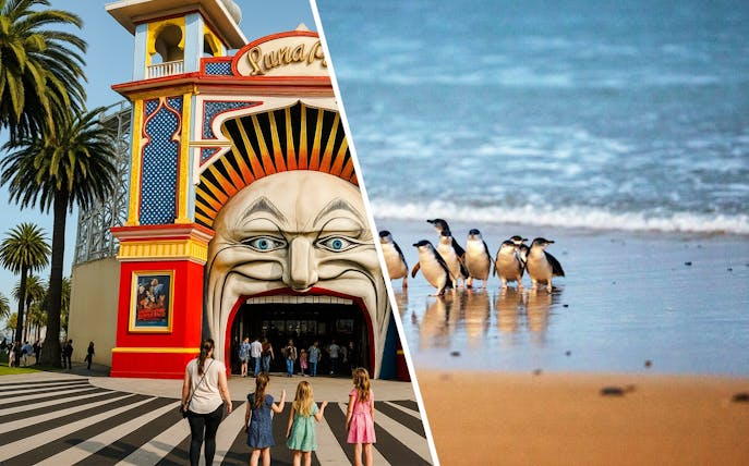 Penguins walking along the beach at Phillip Island Nature Parks, Australia.