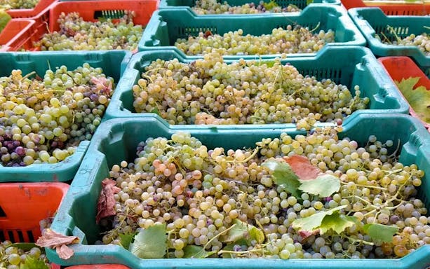 Grapes harvested in crates at a Frascati winery for a guided wine tasting tour.