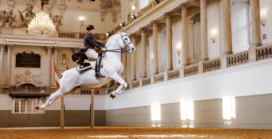 Lippizan horse performing at the Spanish Riding School, Vienna.