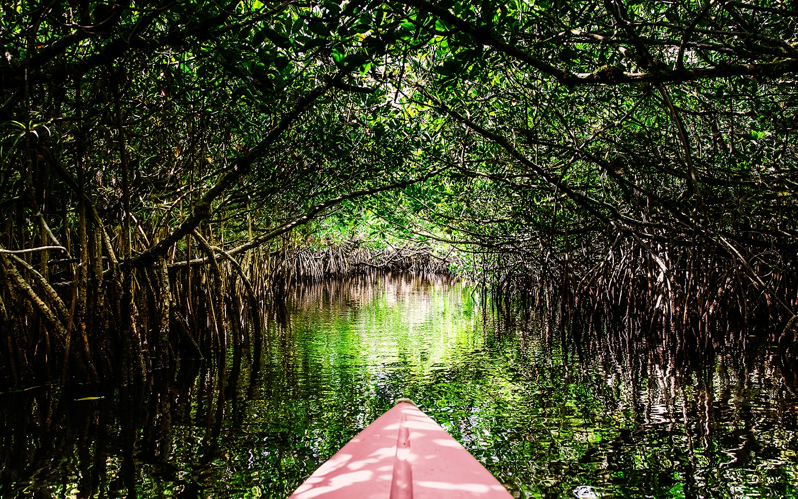 Kayak navigating through mangrove passages in the Everglades.