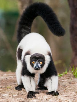 Mogo Wildlife Park Tickets