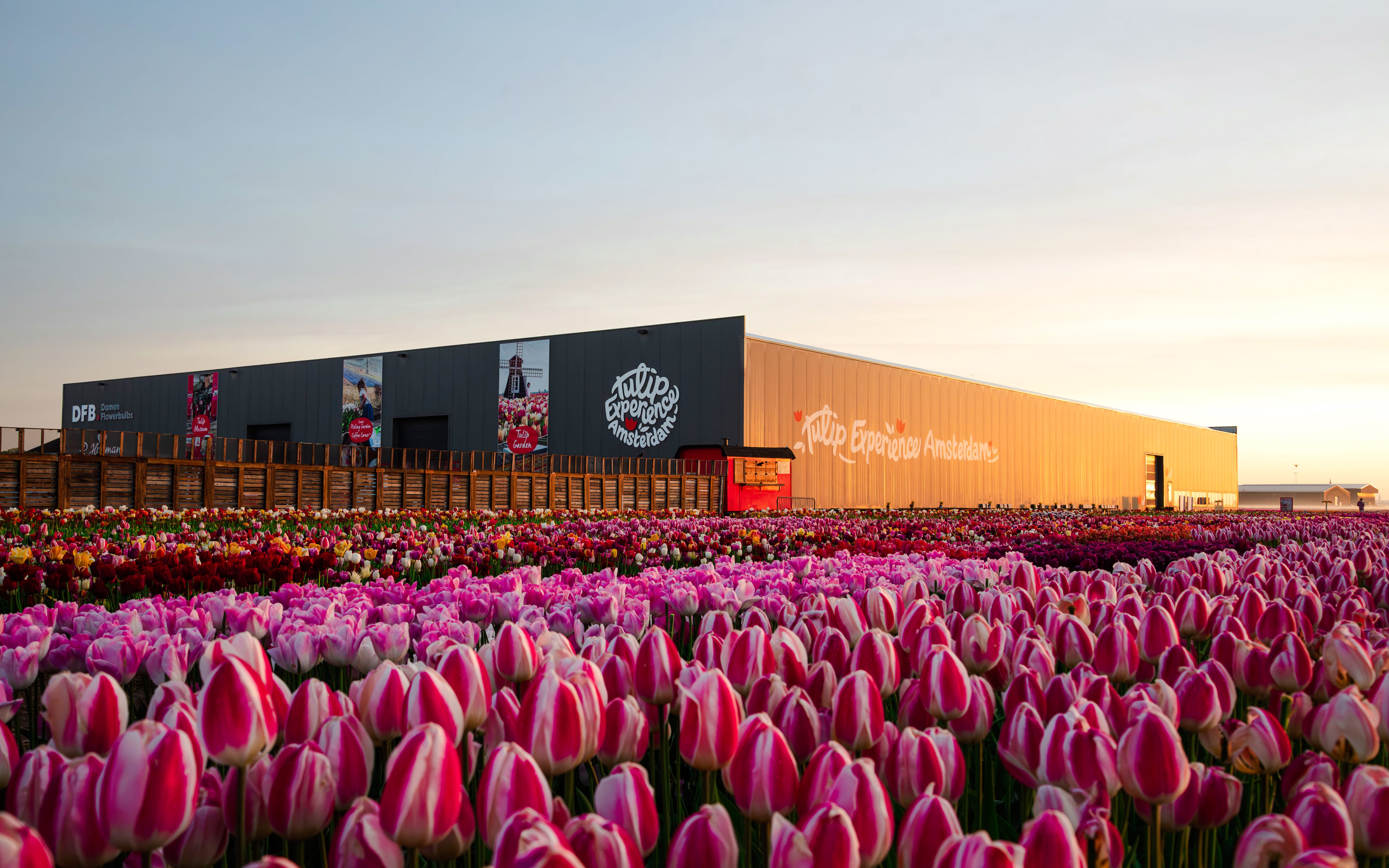 Tulip Experience Amsterdam exterior with tulip fields at sunset.
