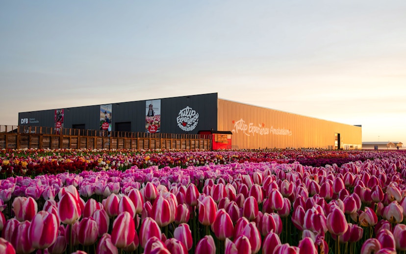 Tulip Experience Amsterdam exterior with tulip fields at sunset.